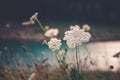 Close up of white medicinal herbs flowers in the mountain field