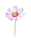 White mexican aster or pink cosmos flower blooming with green stem isolated on white background Royalty Free Stock Photo