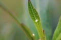 Close up of white Monarch Butterfly Egg on green Milkweed leaf in Florida Royalty Free Stock Photo