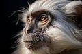 a close up of a white monkey with yellow eyes Royalty Free Stock Photo