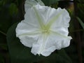 Close up of white Moonflower