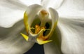 Close up of white Moth orchid (Phalaenopsis amabilis), commonly known as the moon orchid Royalty Free Stock Photo