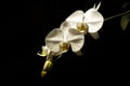 Close up of white Moth orchid (Phalaenopsis amabilis), commonly known as the moon orchid Royalty Free Stock Photo