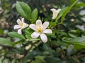 A close up of white Murraya paniculata flower. commonly known asÂ orange jasmineÂ orÂ mock orange. For flower background. Royalty Free Stock Photo