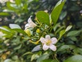 A close up of white Murraya paniculata flower. commonly known asÂ orange jasmineÂ orÂ mock orange. For flower background. Royalty Free Stock Photo