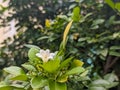 A close up of white Murraya paniculata flower. commonly known asÂ orange jasmineÂ orÂ mock orange. For flower background. Royalty Free Stock Photo