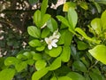 A close up of white Murraya paniculata flower. commonly known asÂ orange jasmineÂ orÂ mock orange. For flower background. Royalty Free Stock Photo