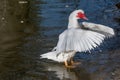 Close up of White Muscovy duck head.Selective focus Royalty Free Stock Photo