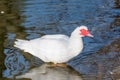 Close up of White Muscovy duck head.Selective focus Royalty Free Stock Photo