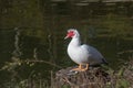 Close up of White Muscovy duck head.Selective focus Royalty Free Stock Photo
