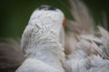 Close up of white muscovy female duck back view, cleaning itself Royalty Free Stock Photo