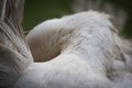 Close up of white muscovy female duck back view, cleaning itself Royalty Free Stock Photo