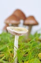 Close-up of white mushroom against of unfocused fungi