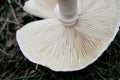 Close up of white mushroom gills. Abstract nature background, macro shot of mushroom gills Royalty Free Stock Photo