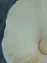 Close up of white mushroom gills. Abstract nature background, macro shot of mushroom gills Royalty Free Stock Photo