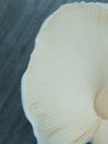 Close up of white mushroom gills. Abstract nature background, macro shot of mushroom gills Royalty Free Stock Photo