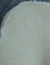 Close up of white mushroom gills. Abstract nature background, macro shot of mushroom gills Royalty Free Stock Photo