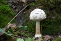 Close-up of white mushroom growing in forest, potentially poisonous fungus Shaggy parasol - Chlorophyllum rhacodes, late summer, E