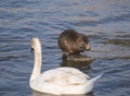 Close up white mute swan, Cygnus olor and coypu, Myocastor coypus or nutria eating vegetable at river blue water suface Royalty Free Stock Photo