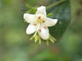 Close up of white Myoporum flower plants in garden with blurred background Royalty Free Stock Photo