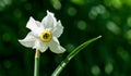 Close-up of white narcissus flower Narcissus poeticus in spring garden. Beautiful daffodils against green bokeh background Royalty Free Stock Photo