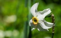 Close-up of white narcissus flower Narcissus poeticus in spring garden. Beautiful daffodils against green bokeh background. Royalty Free Stock Photo