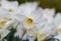 Close-up of white narcissus flowers (Narcissus poeticus) in spring garden Royalty Free Stock Photo