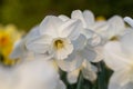 Close-up of white narcissus flowers (Narcissus poeticus) in spring garden Royalty Free Stock Photo