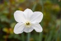 Close-up of white narcissus flowers (Narcissus poeticus) in spring garden Royalty Free Stock Photo