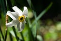Close-up of white narcissus flowers Narcissus poeticus in spring garden. Beautiful daffodils against green bokeh Royalty Free Stock Photo