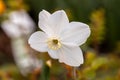 Close-up of white narcissus flowers (Narcissus poeticus) in spring garden Royalty Free Stock Photo