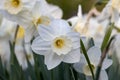 Close-up of white narcissus flowers (Narcissus poeticus) in spring garden Royalty Free Stock Photo