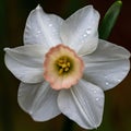 Close-up of a white Narcissus poetic flower with an orange center covered in water droplets