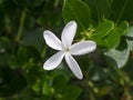 Close up White Natal Plum Flower Royalty Free Stock Photo