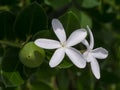 Close up White Natal Plum Flower Royalty Free Stock Photo