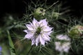 Close-up white Nigella flower Royalty Free Stock Photo