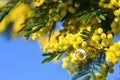 Close-up of the white number eight on yellow Mimosa flowering twigs. Mimosa flowers for International Women\'s Day on 8 March