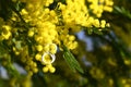 Close-up of the white number eight on yellow Mimosa flowering twigs. Mimosa flowers for International Women\'s Day on 8 March