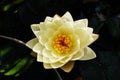 Close-up of white water lily in a pond.