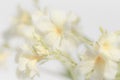 Close up white Oleander flower, soft focus.