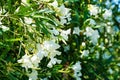 Close-up white oleander flowers (Nerium Oleander). Nerium in bloom with green leaves on branches Royalty Free Stock Photo