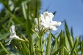 Close-up white oleander flowers Nerium Oleander. Nerium in bloom with green leaves on branches on blue sky background Royalty Free Stock Photo