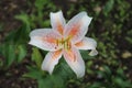 Close up of a white and orange Asiatic Lily Flower Royalty Free Stock Photo