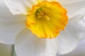 Close up white and orange daffodil, spring flower