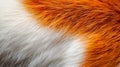 Close-up of White and Orange Fur Texture Royalty Free Stock Photo
