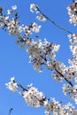 Close up of white orchard blossoms with bee. Blooming orchard in spring