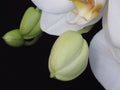 Close up of a White Orchid Bunch and Green Orchid Buds on Black Background. Phalaenopsis known as moth. Royalty Free Stock Photo