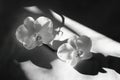Close-up of white orchid with dramatic shadows Royalty Free Stock Photo
