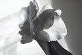 Close-up of white orchid with dramatic shadows Royalty Free Stock Photo