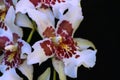 Close up of a white orchid flower. Royalty Free Stock Photo